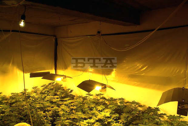 При спецакция задържаха 143 саксии с канбис в Старозагорско		