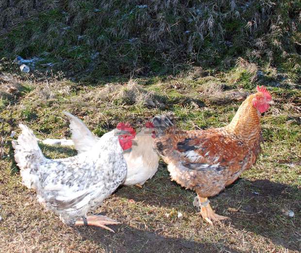 Забранява се отглеждането на домашни птици на открито в Сливенско