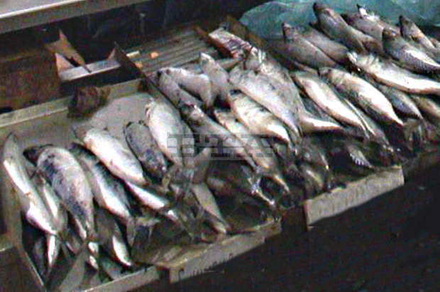 От НАП в Пловдив продават 21 тона  скумрия, задържана от звеното  за фискален контрол