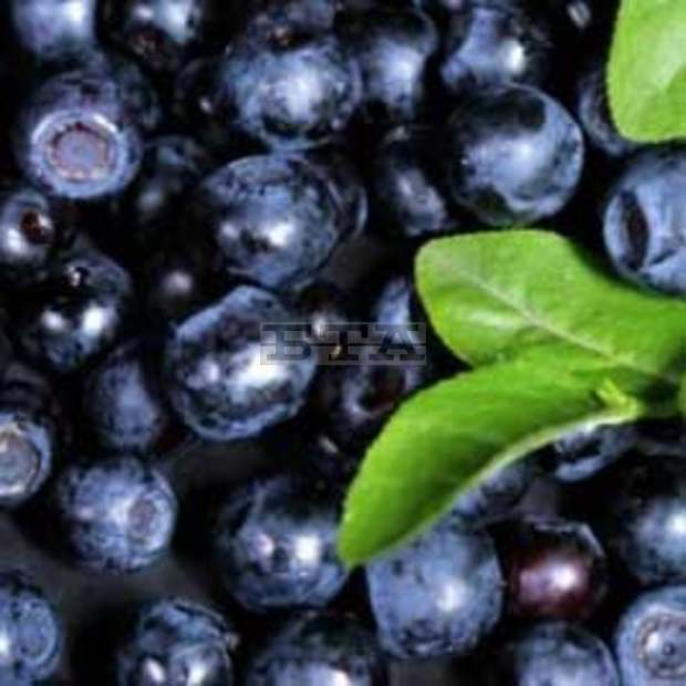 Днес е последният ден на Фестивала  на боровинките край хижа "Амбарица" в Троянския балкан