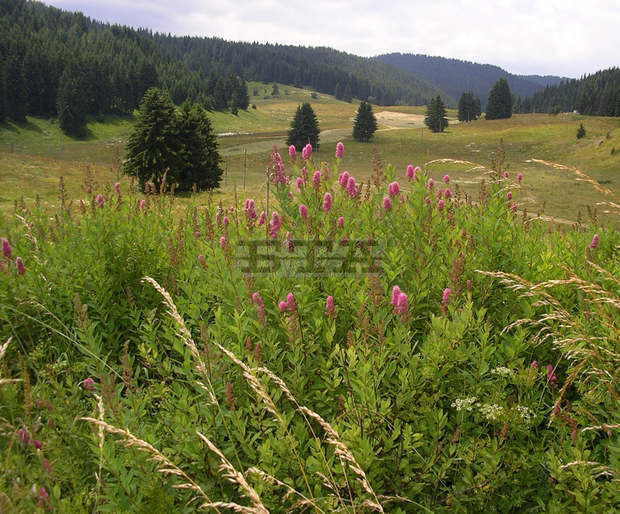 Две организации ще повишават екологичната култура на ученици от община Троян чрез проект