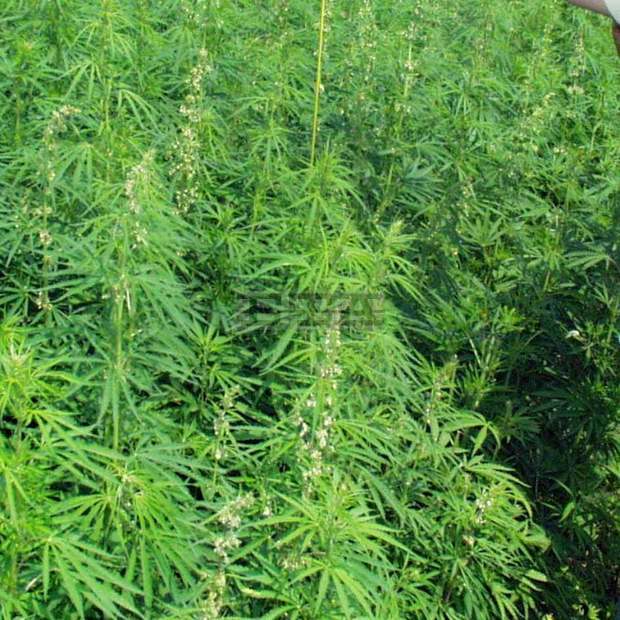 Гранични полицаи са открили в гора нива с канабис и са унищожили 375 кг от наркотичното растение