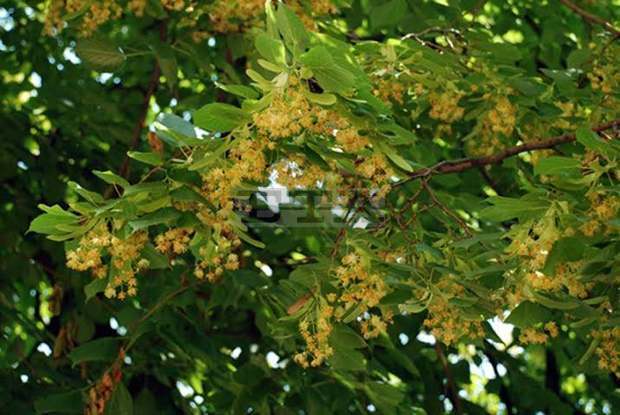 Забранява се чупенето на клони и  бране на липов цвят  на обществените места в Казанлък
