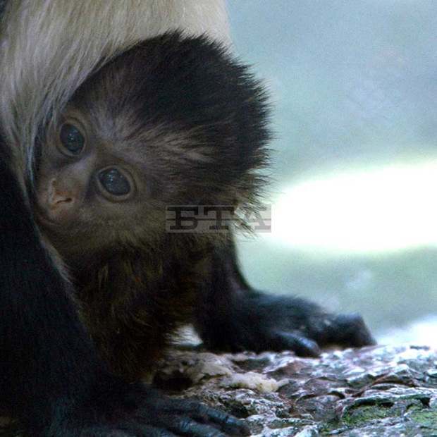 В зоопарка във Варна се роди бебе маймунка