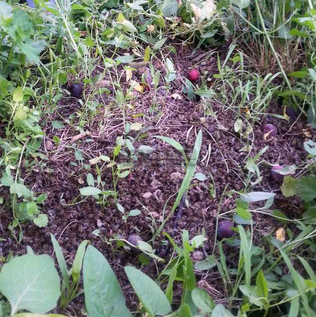 Пчеларите в Плевенска област сигнализират, че заради пръскане на царевица със самолет се унищожават хиляди пчелни семейства,