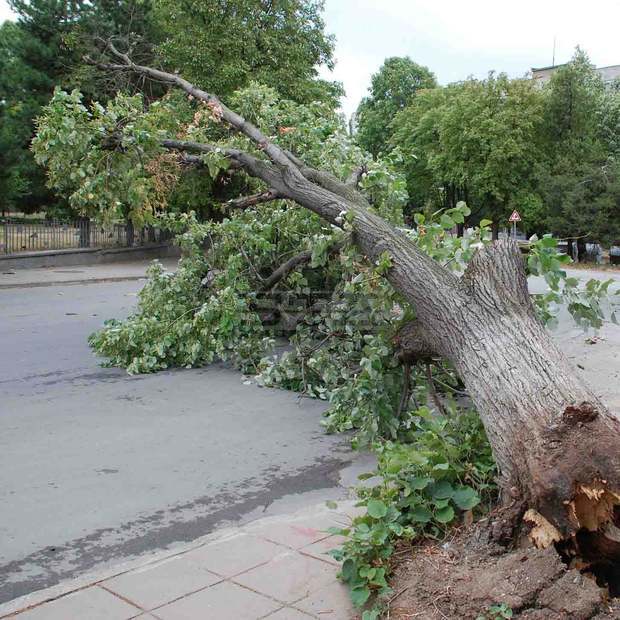 Дървото, което падна върху три автомобила в Бургас, не е имало признаци на заболяване
