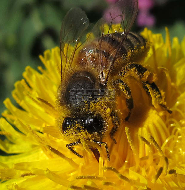 Предупреждават пчеларите за пръскане срещу плевели утре в землището на Плевен