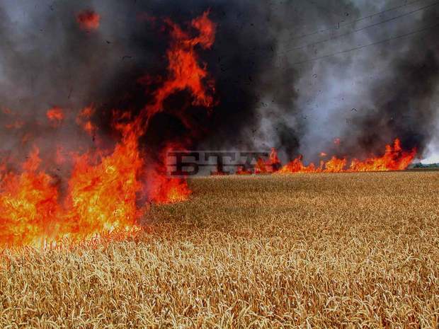 Пожар унищожи 80 декара с пшеница край Нови пазар