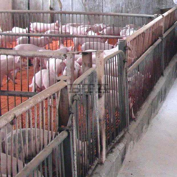 Изследват за бруцелоза всички свине и кучета в заразените животновъдни обекти в община Рила