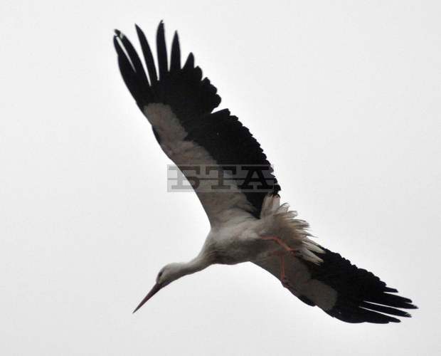 Четири общини на Силистренска  област са включени в международно  преброяване на белия щъркел