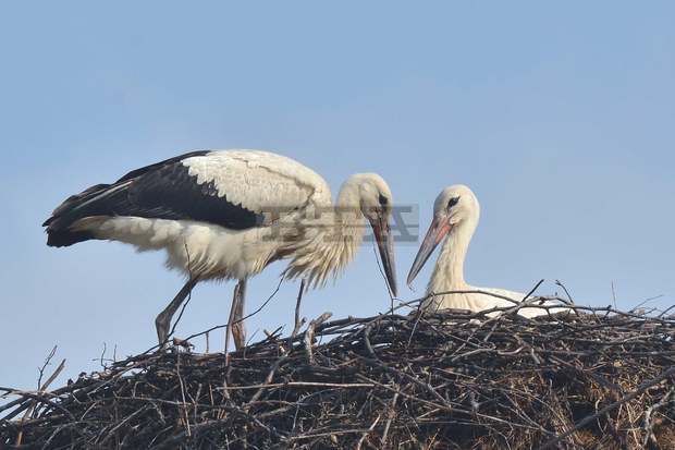 Общините Лозница и Цар Калоян са включени в международното преброяване  на белия щъркел 
