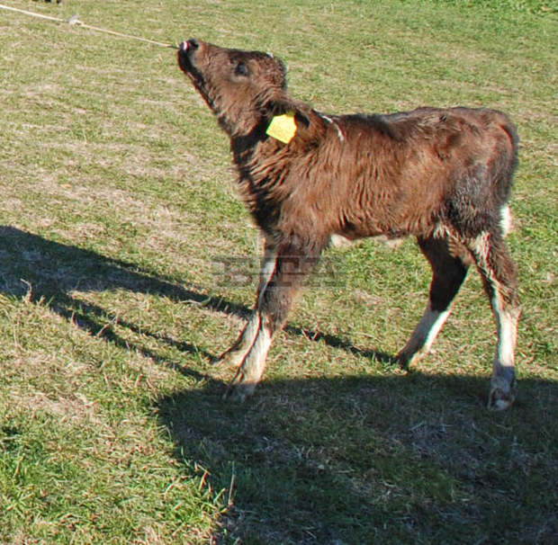 Констатирано е огнище на антракс в поповското село Еленово