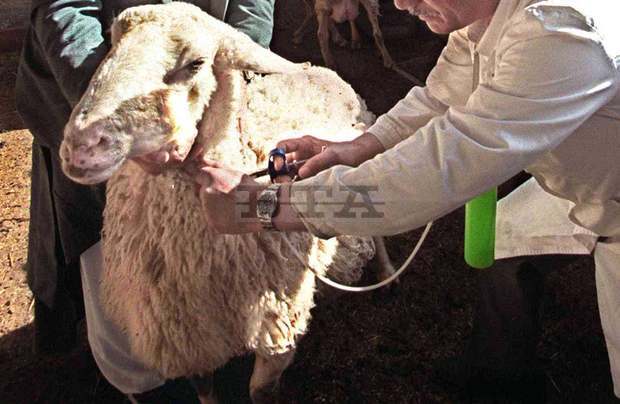 Близо 90 на сто от овцете в Ямболска  област са ваксинирани  срещу болестта "син език" 