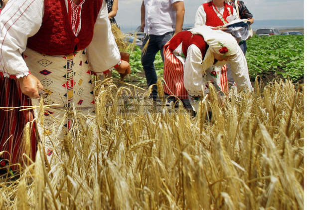 В различни селища на Силистренска  област започва разжънване на ечемика  за проверка на влажността на зърното 