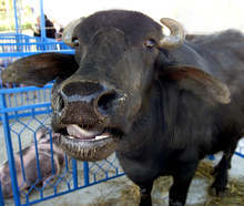 Животновъд от Церовище е сред малцината в Омуртагско, които отглеждат биволи