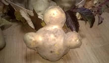 Тонове картофи дарява кюстендилец, собственик на фирма от IT сектора