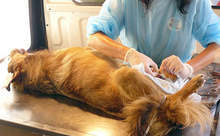 Кампания за безплатна кастрация на домашни кучета започва в Каварна