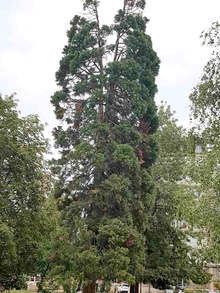 Единствената в България гора от секвои е близо до село Богослов и за нея се разказва в поредния клип от инициативата на Министерството на туризма