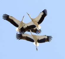 Нов и безопасен дом очаква щъркелите в Брезово на стълб от електроразпределителната мрежа