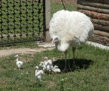 В зоопарка в Добрич очакват с идването на есента нандуто албинос  Нанко и Ваня да увеличат щраусовото семейство