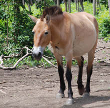 Конче от редкия вид на Пржевалски се роди в зоопарка в Добрич
