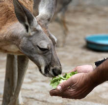 Утре общинските музеи и столичния зоопарк са с вход свободен