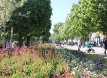 В Плевен ще започне постепенна подмяна на дърветата в централната градска част