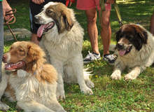 От началото на месеца Столичният инспекторат е проверил над 150 собственика на кучета