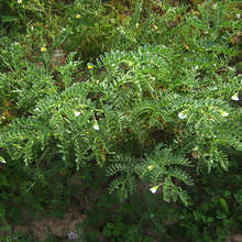 Зърнопроизводителите в Добричкия регион засяха най-много нахут от протеиновите култури