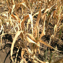 Сушата свали цената на земята в Добричкия регион