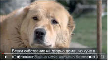 Започва кампания за безплатно кастриране на дворни домашни кучета