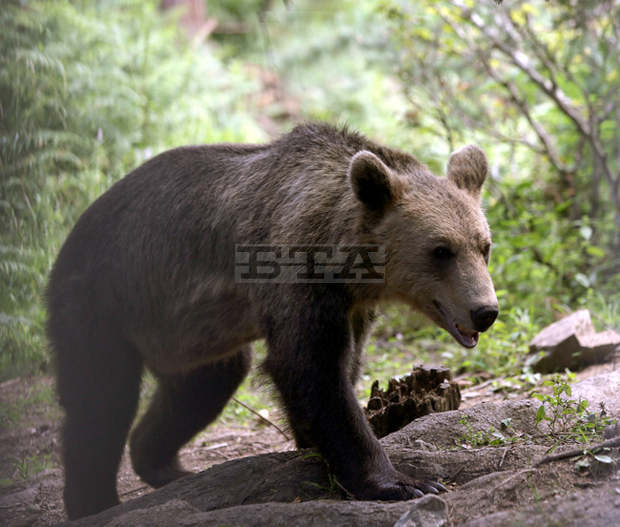 Близо тон ябълки доставят за проблемната мечка край Арда