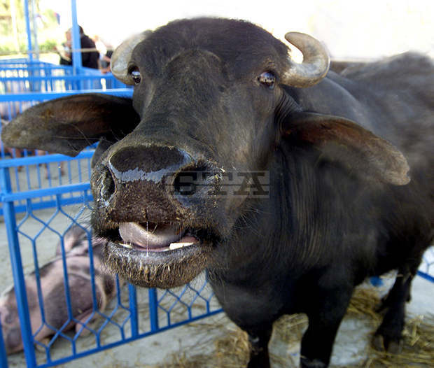 Животновъд от Церовище е сред малцината в Омуртагско, които отглеждат биволи