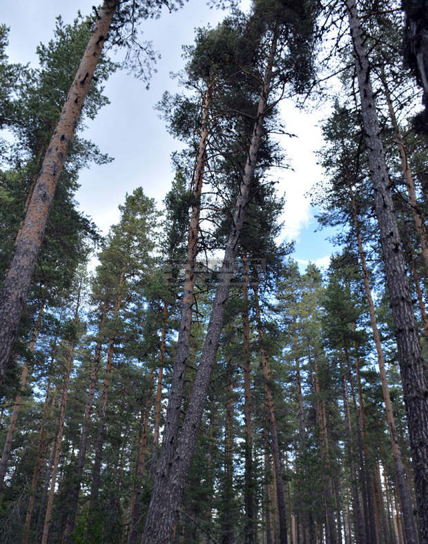 Средно 20-30 лв./дка са годишните приходи за собственици на гори в Чепеларско