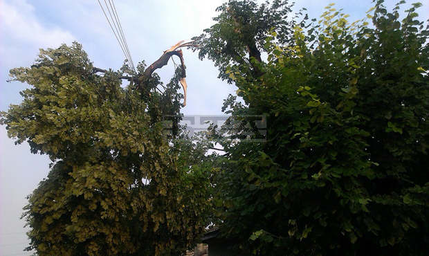 До момента са отработени четири сигнала за паднали клони от силния вятър в София До момента са отработени четири сигнала за паднали клони от силния вятър в София