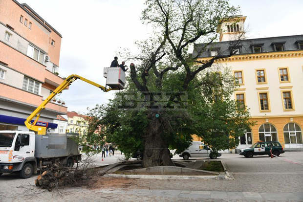 От изсъхнали клони на стария бряст в Сливен резбари ще изработят сувенири
