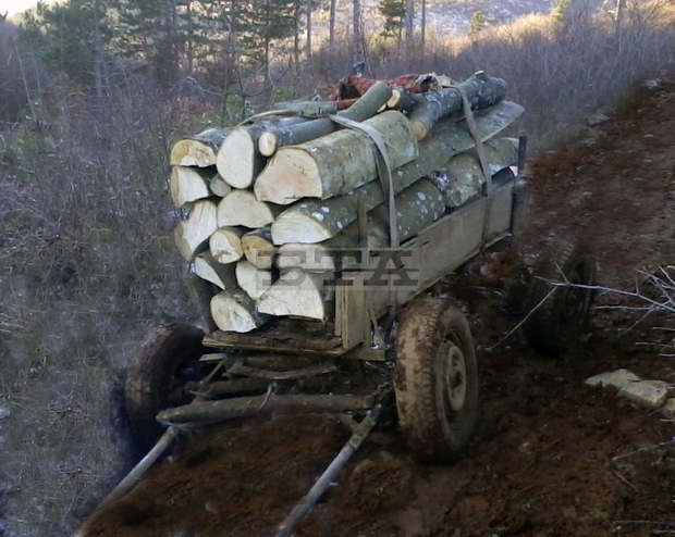 Седем души с незаконно добита дървесина са задържани в община Стралджа Седем души с незаконно добита дървесина са задържани в община Стралджа