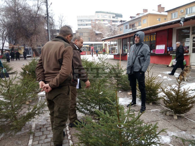 Експерти от Регионалната дирекция по горите в Кюстендил направиха изненадваща проверка за продажбата на елхи Експерти от Регионалната дирекция по горите в Кюстендил направиха изненадваща проверка за продажбата на елхи