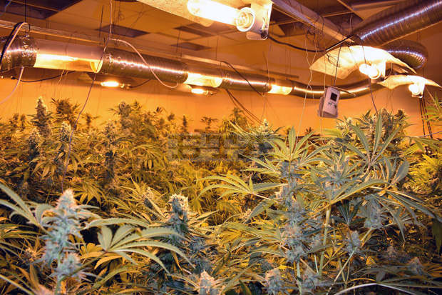 Оранжерия за канабис са разкрили полицаи в Павликени