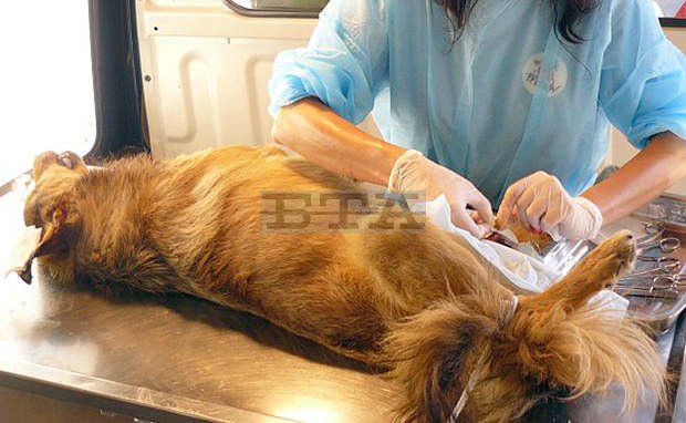 Кампания за безплатна кастрация на домашни кучета започва в Каварна