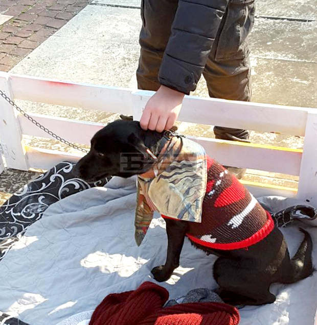В панаирната седмица в Търговище ще има кампания за осиновавяне на кучета от общинския приют