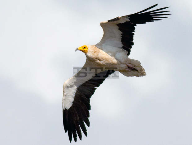 Международният ден на лешояда ще бъде отбелязан с посещение на волиерата за отглеждане на малки птици в Сливенската планина