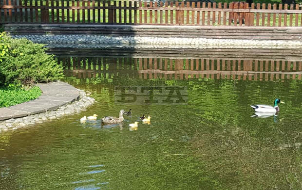 Излюпиха се шест зеленоглави патета в Патешкото езеро на Борисовата градина
