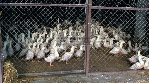 Вземат се мерки за предотвратяване и ограничаване на заболяванията по свинете и птиците в Силистренско