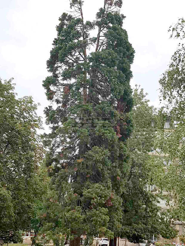 Единствената в България гора от секвои е близо до село Богослов и за нея се разказва в поредния клип от инициативата на Министерството на туризма