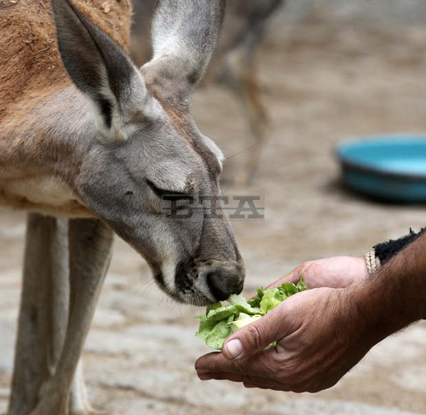 Утре общинските музеи и столичния зоопарк са с вход свободен