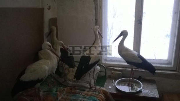 Над 50 сигнала за бедстващи щъркели са получени в РИОСВ в Шумен Над 50 сигнала за бедстващи щъркели са получени в РИОСВ в Шумен