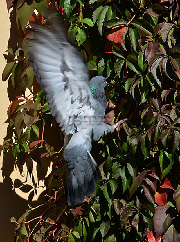 Огнеборци спасиха гълъб в Дунавския парк на Силистра