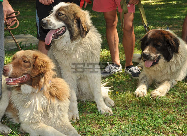 От началото на месеца Столичният инспекторат е проверил над 150 собственика на кучета