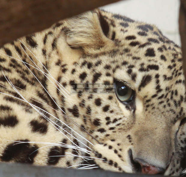 Столичната зоологическа градина преминава към зимно работно време